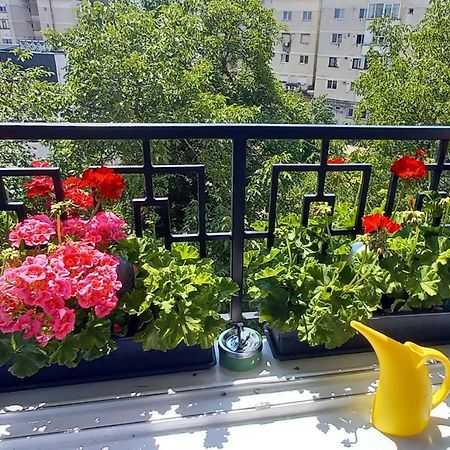 33 Coquette Apartment Baia Mare Ngoại thất bức ảnh